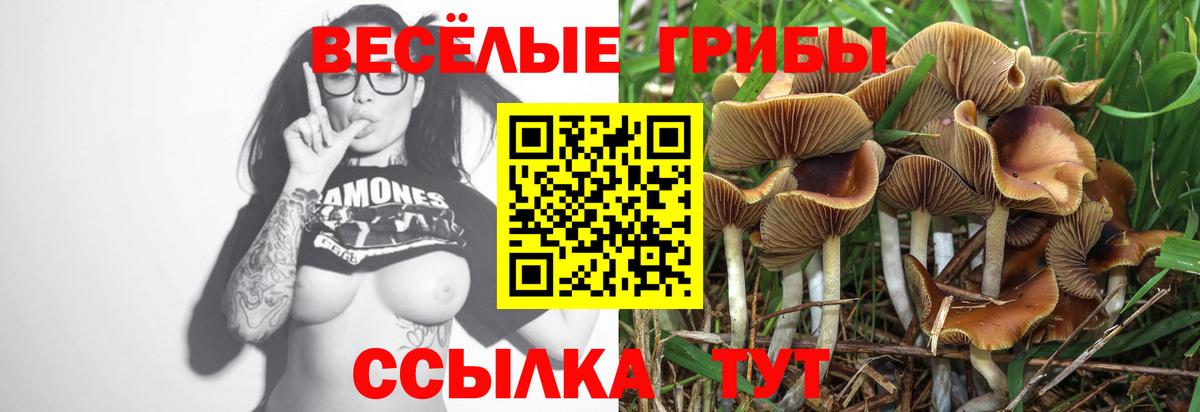 Псилоцибиновые грибы Cubensis Пушкино